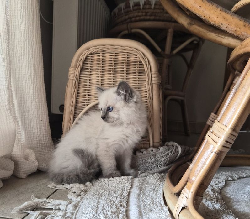 Ragdoll kocurek.     .