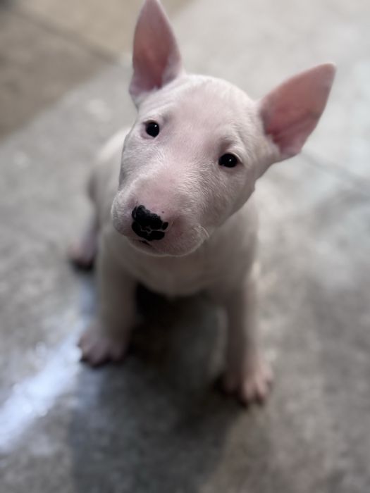 Suczka bulterier standard