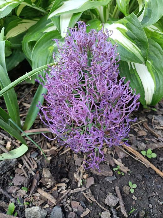 Садові та кімнатні герані