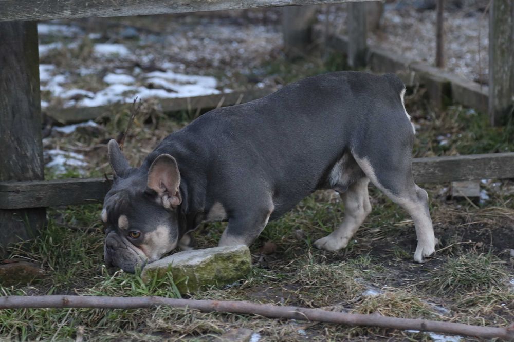 Лілак тан запрошує наречаних