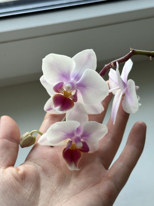 Орхідея на обмін