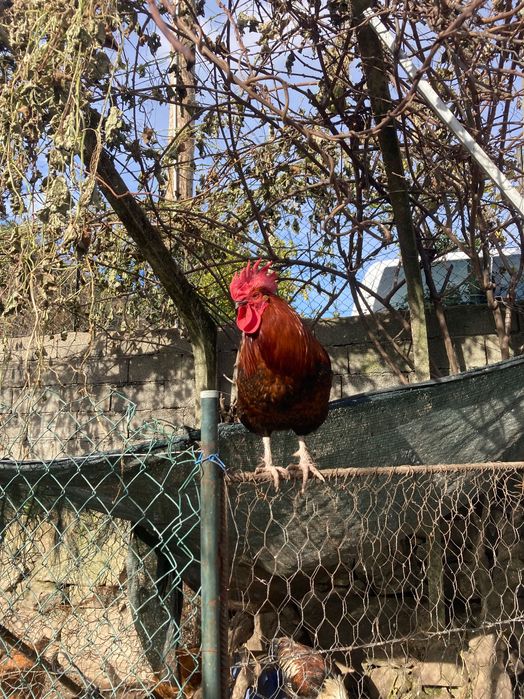 Galos várias raças