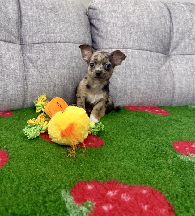 Chihuahua mini piesek red merle Rasti