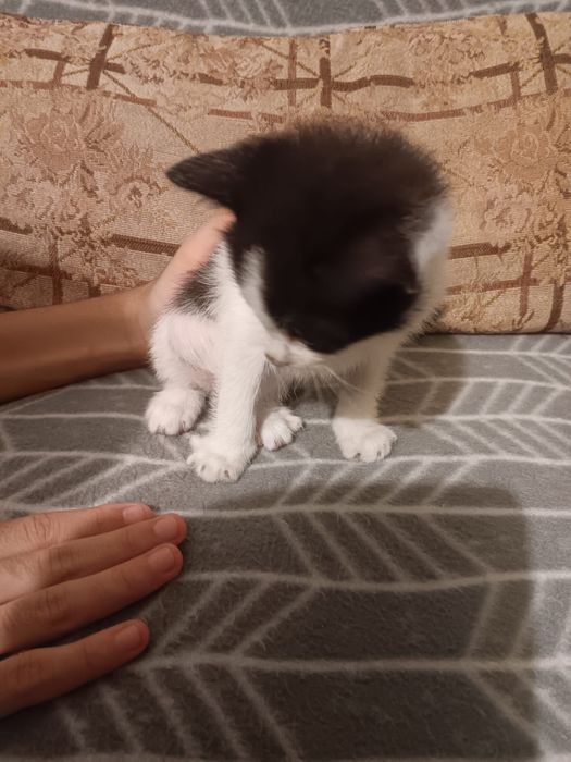Adoção responsável – 4 gatinhos com 2 meses