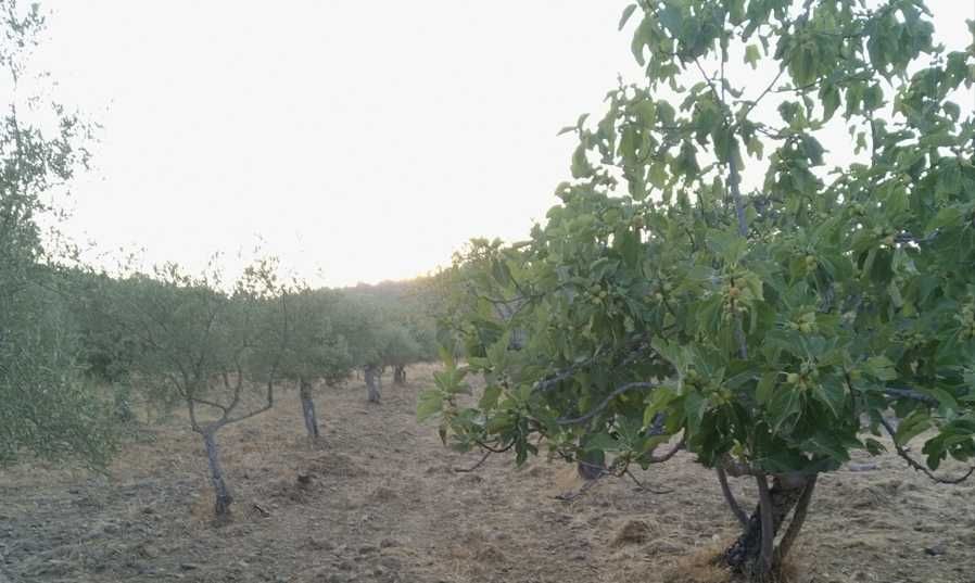 Terreno Freixo de Espada à Cinta (Salgueiro Peladouço) a 700m da vila.