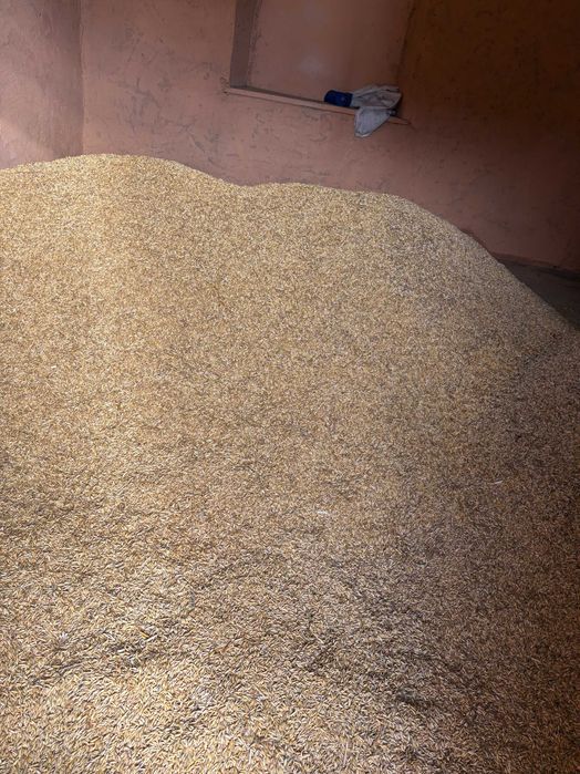 Sprzedam owies za 80zł