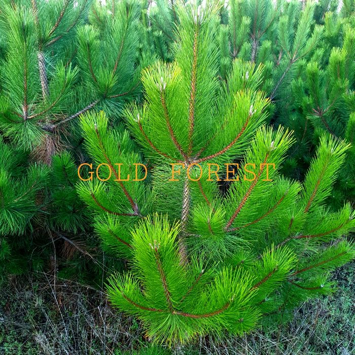 Сосна крымская пицундская гималайская