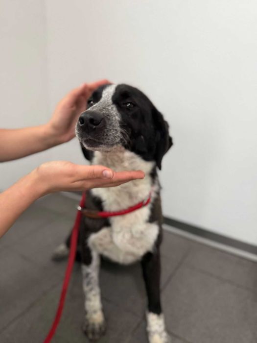 Cadela para adoçao(Wendy)