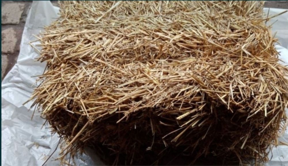 Słoma mała kostka zbiór 2025