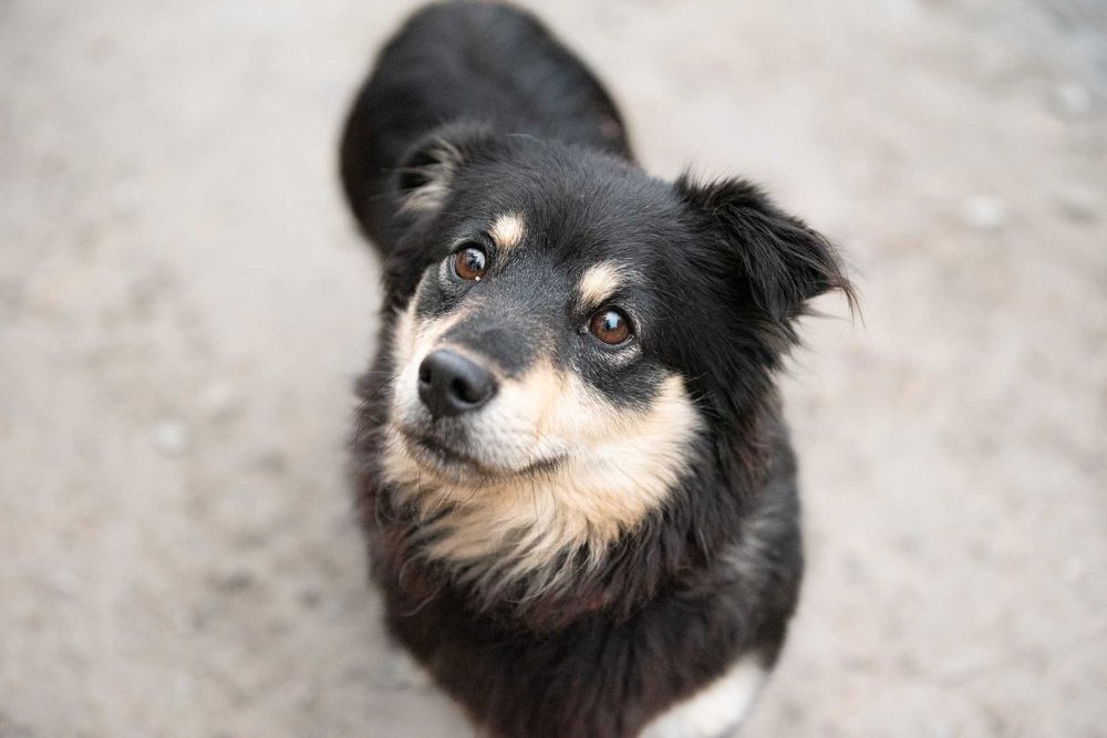 Lawa - piękna, mała suczka szuka swojej rodziny