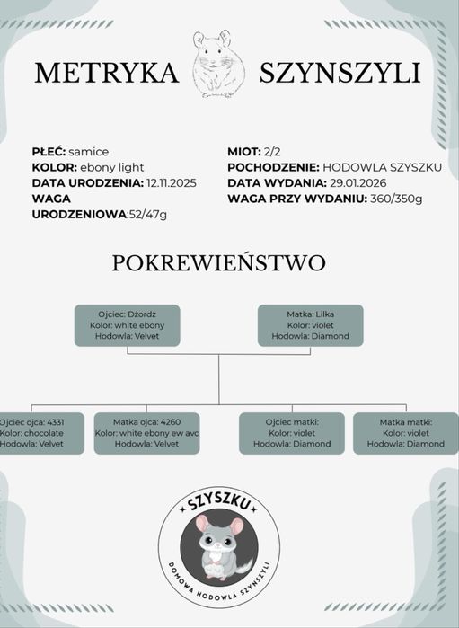 Dwie samiczki szynszyle