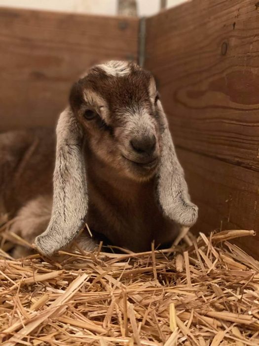 Козенята від 100% англо-нубійського цапа