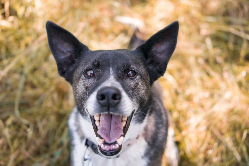 11 letni Salto do adopcji!
