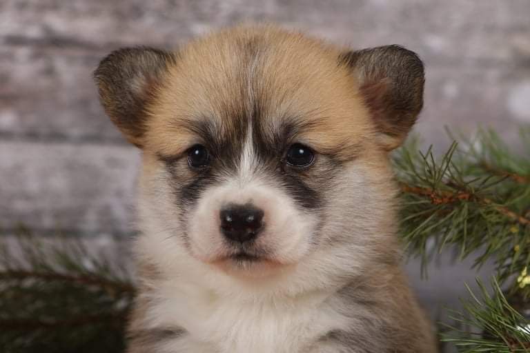 Шикарная девочка корги_Fifi