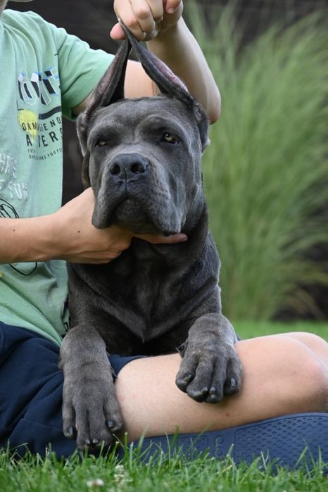Cane  Corso Italiano -  FCi / ZkwP piękny  samiec - szaro pręgowany