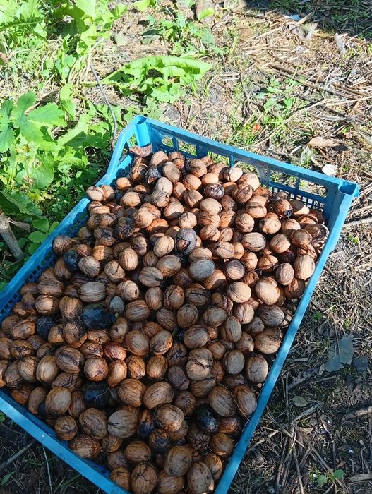 продам горіхи волоські