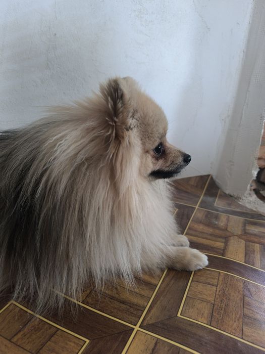 Шпіц шукає наречену, розв'язаний, гарне потомство