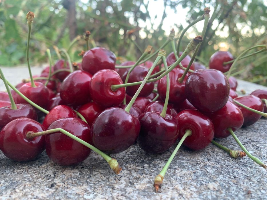 Cerejas Doces e Frescas da Quinta – Colheita Local