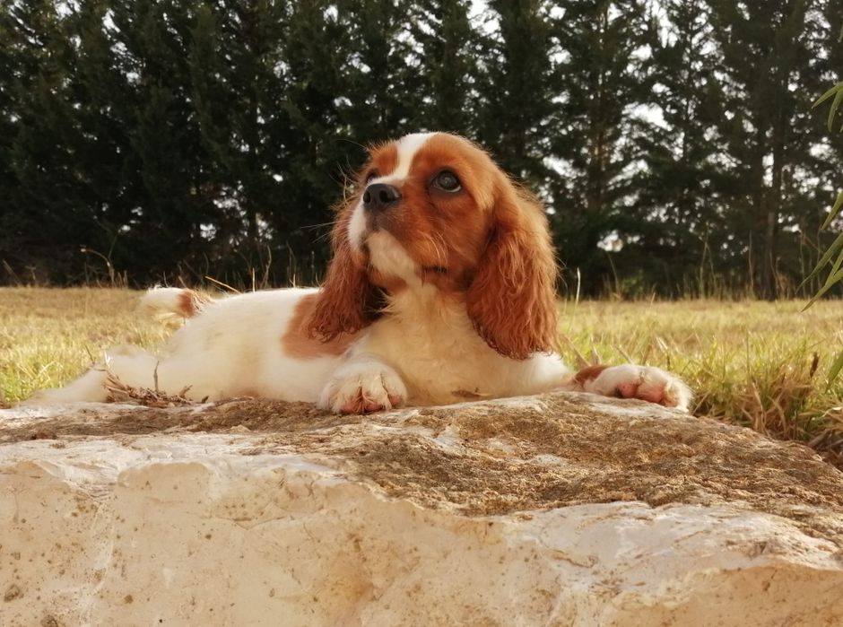 Cavalier King Charles spaniel