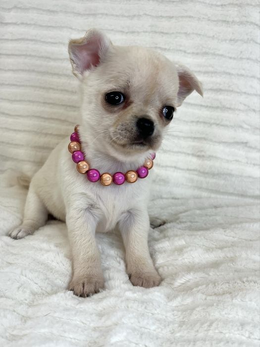 Chihuahua Femea  Pelo Curto