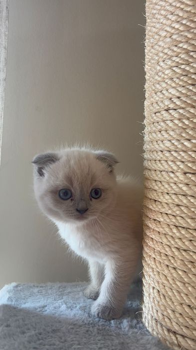 Scottish fold colorpoint  femea