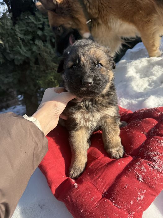 Дуже гарні цуценятка німецькі вівчарки