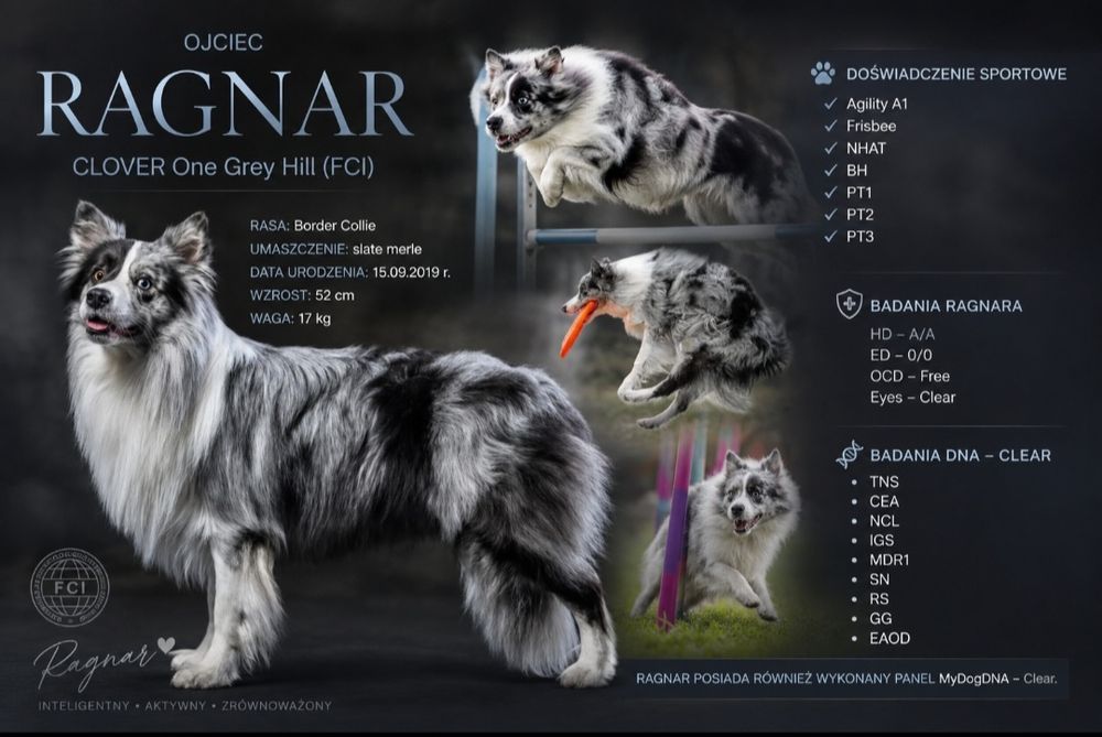#CHECKERS  Szczeniak Border Collie ZKwP FCI juz do odbioru