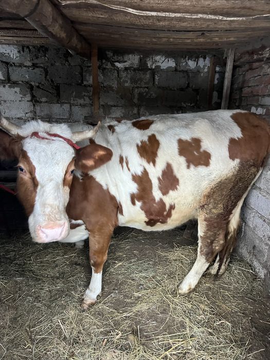 Продам корову за другим глибоко тильну
