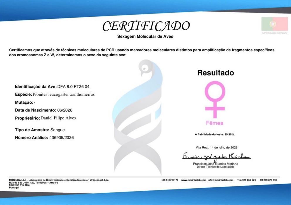Marianinha Cabeca Canela Pata Amarela
