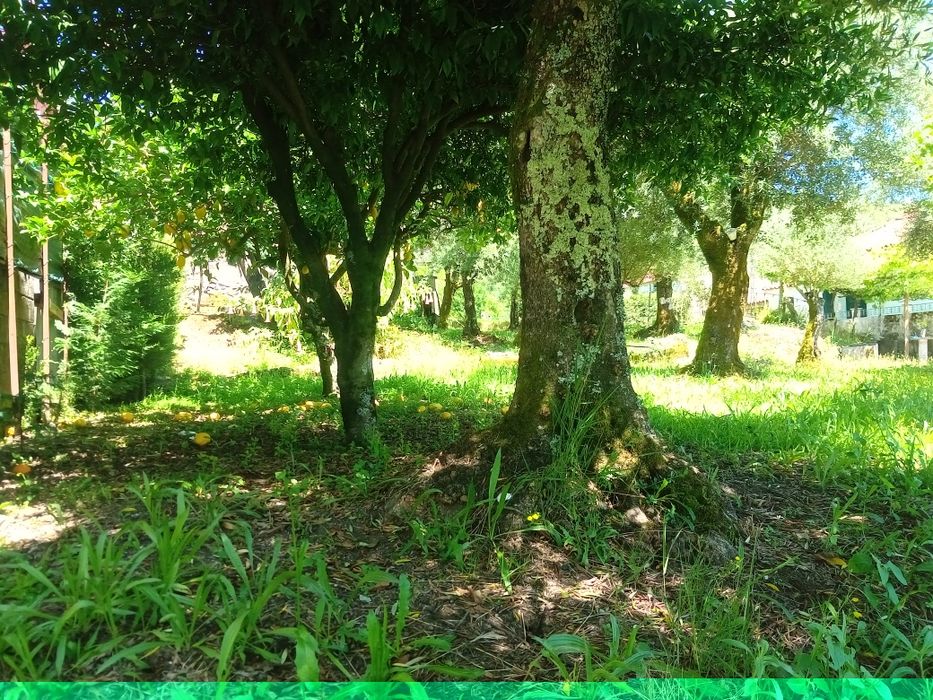 Terreno com casa para restaurar