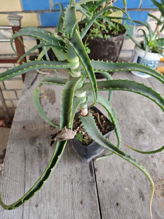 Алоє и лаврове дерево