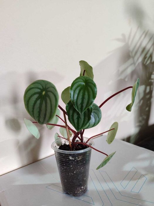 Пеперомії, філодендрон, сингоніум frosted heart