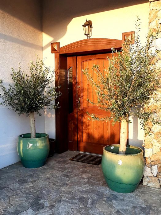 Drzewka oliwne, oliwki, olea europea