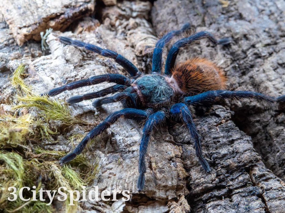 Chromatopelma cyaneopubescens L4 (3CitySpiders)
