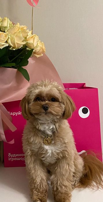 Вязка, Maltippoo F1 хлопчик