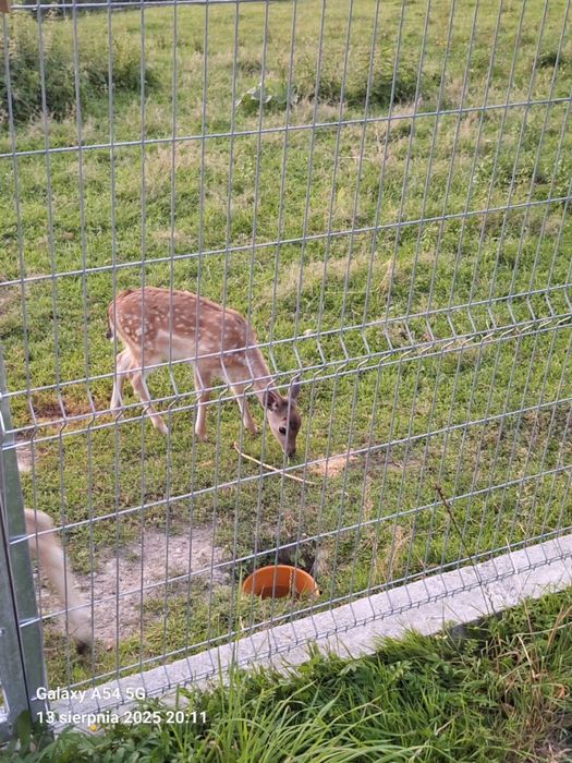 Sprzedam Daniele 3 szt.