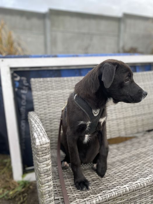 Suczka w typie wyżła do adopcji 4-5 miesięczna