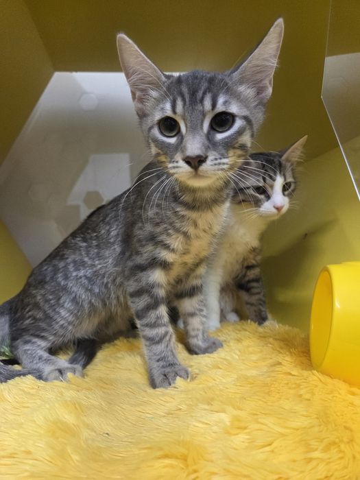 Сіре смугасте кошеня кіт хлопчик шукає дім родину