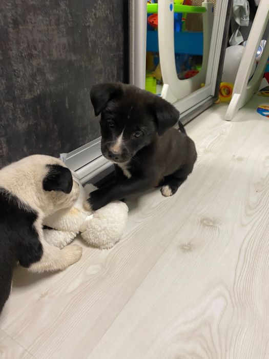 Цуценята ,шукають сім’ю ,викинуті при трасі ,стерелізуємо