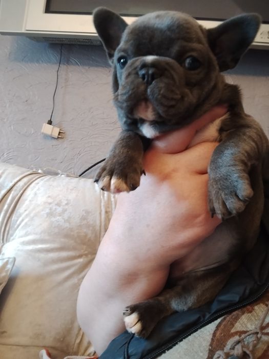 Голуба дівчинка французького бульдога