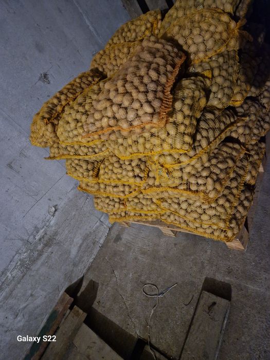 Ziemniaki paszowe ładne po 15 kg.