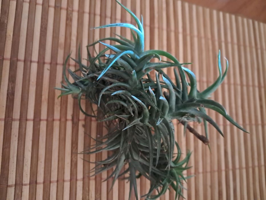 Planta do Ar - Tillandsias