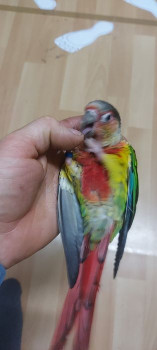 Papuga oswojona  z klatką