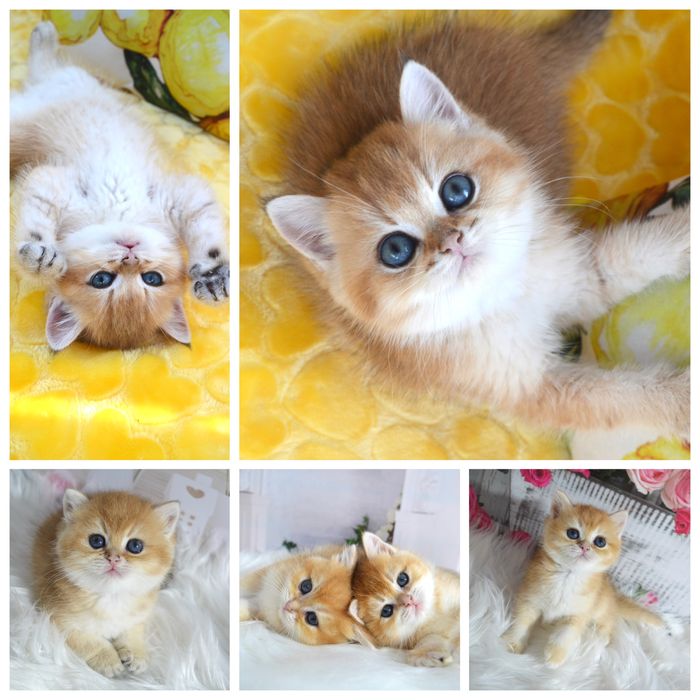 Британська золота шиншила