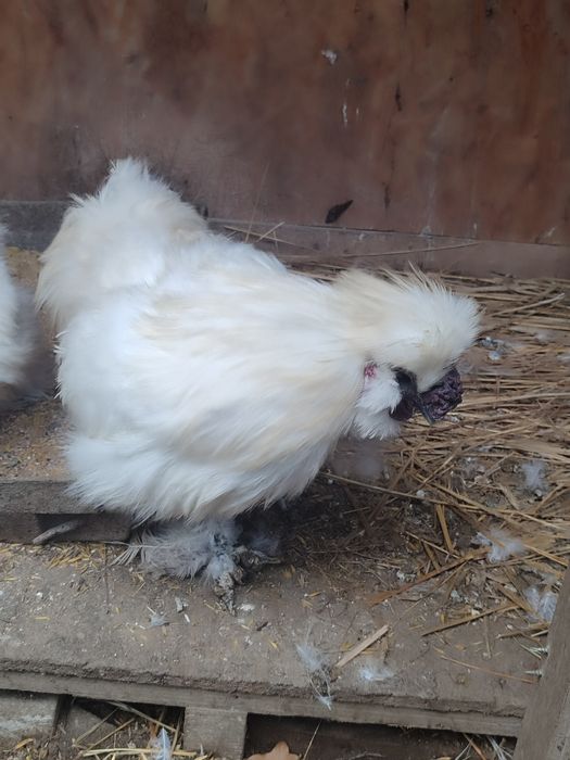 Silki młode para kura kogut