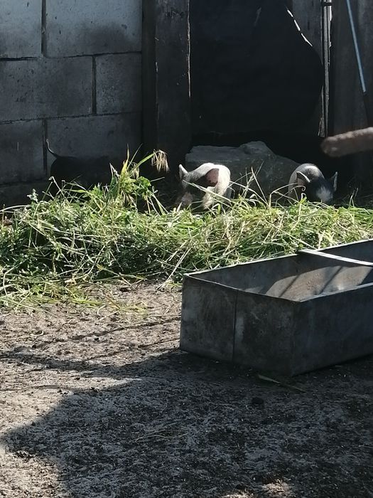 Продам молодого 3-4 месячный вьетнамских поросят