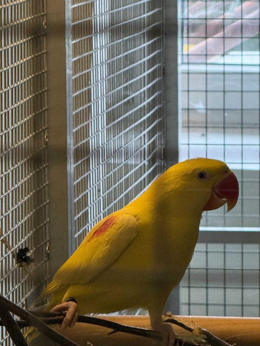 Aleksandretta Wielka Lutino Samiec