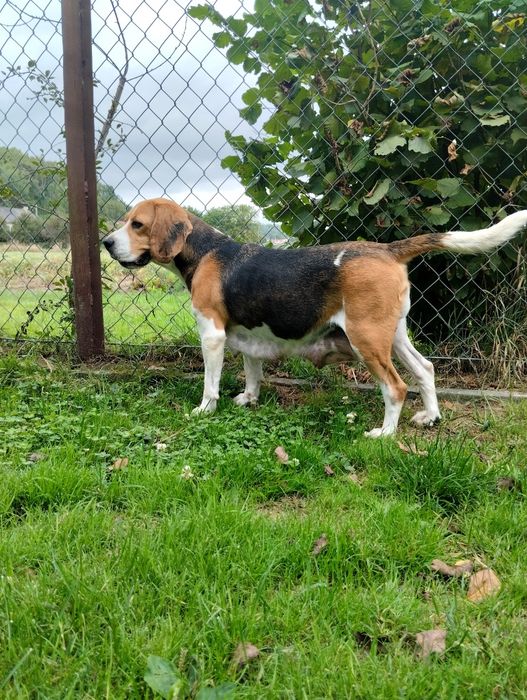 Szczeniak rasy Beagle