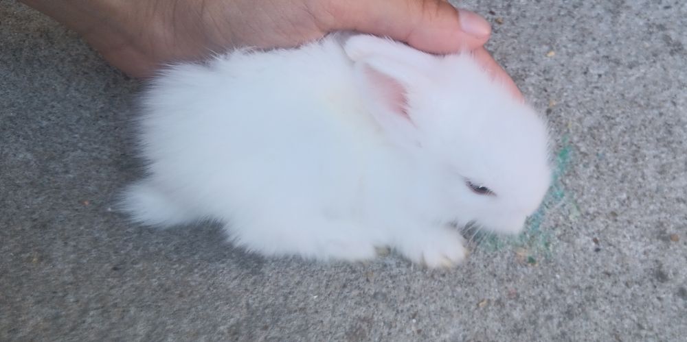 Coelhos anões brancos