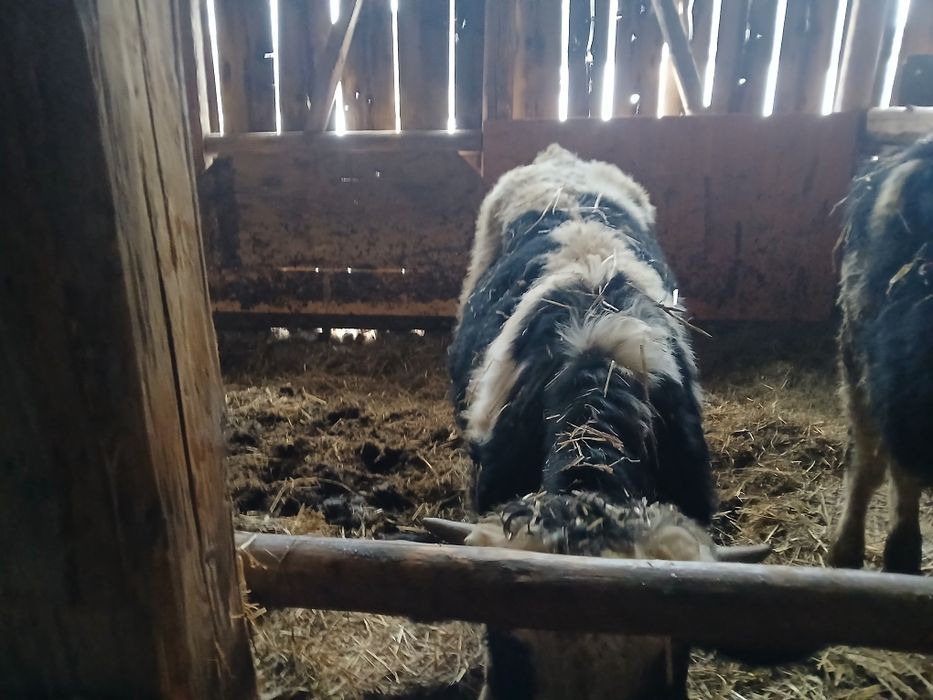 Sprzedam trzy byczki lm